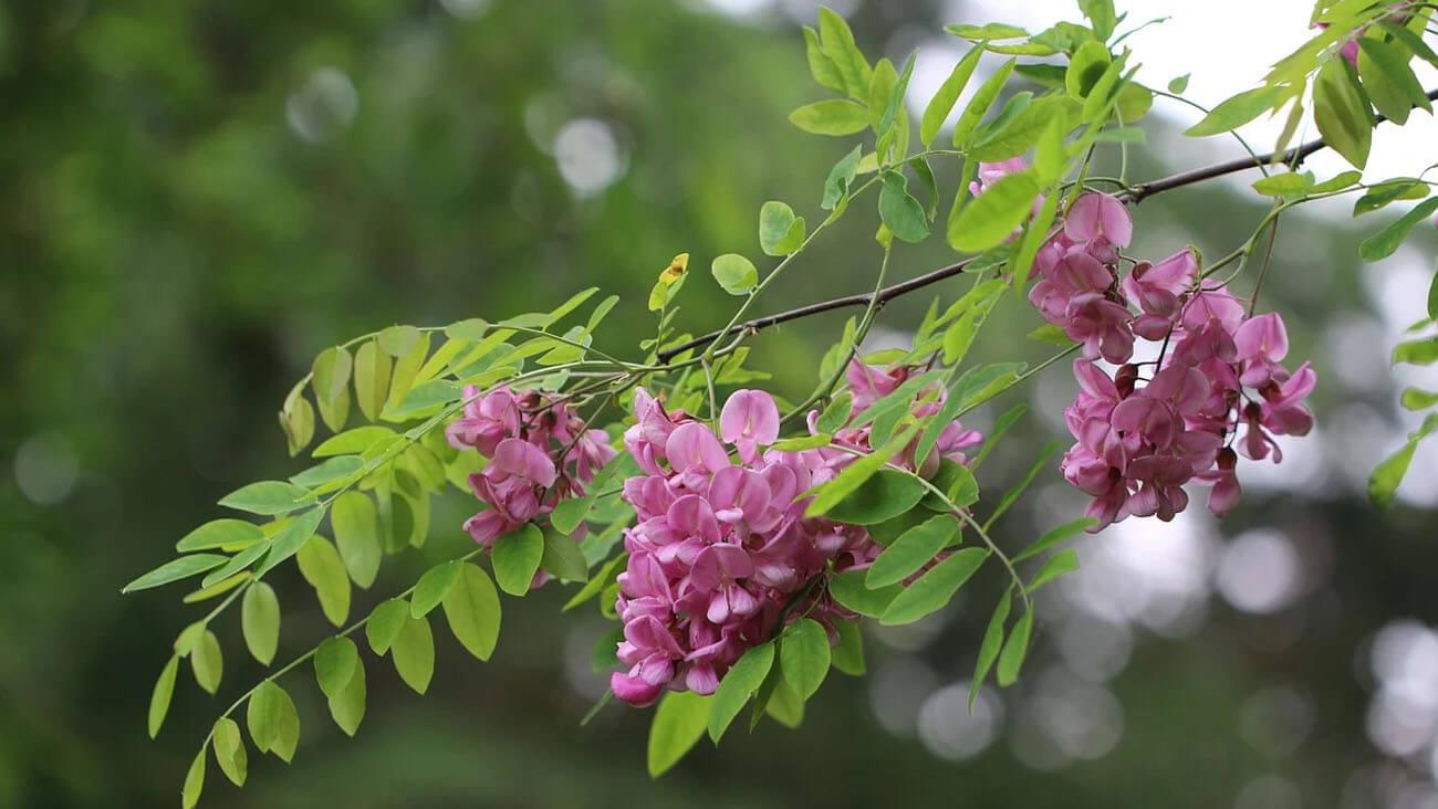 Jardines en primavera