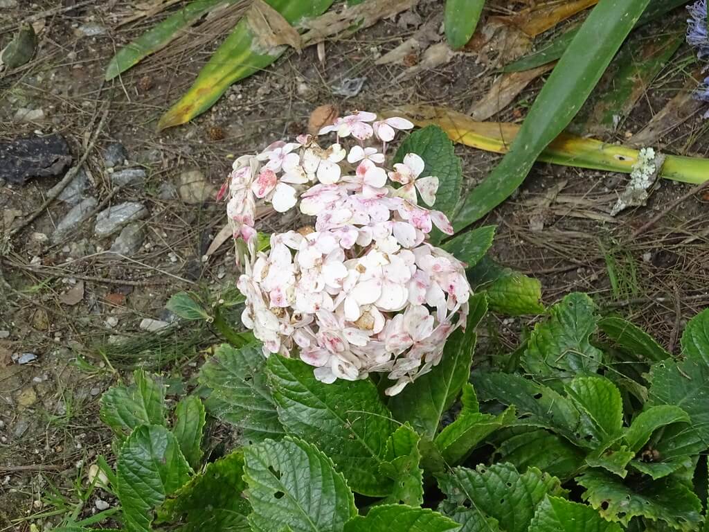 plantas para sembrar en mayo
