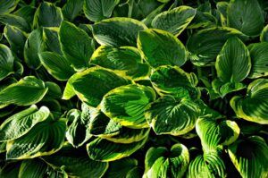 hostas