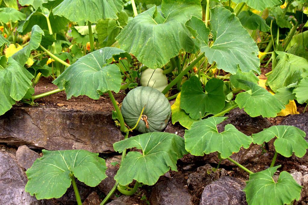 plantas para sembrar en junio