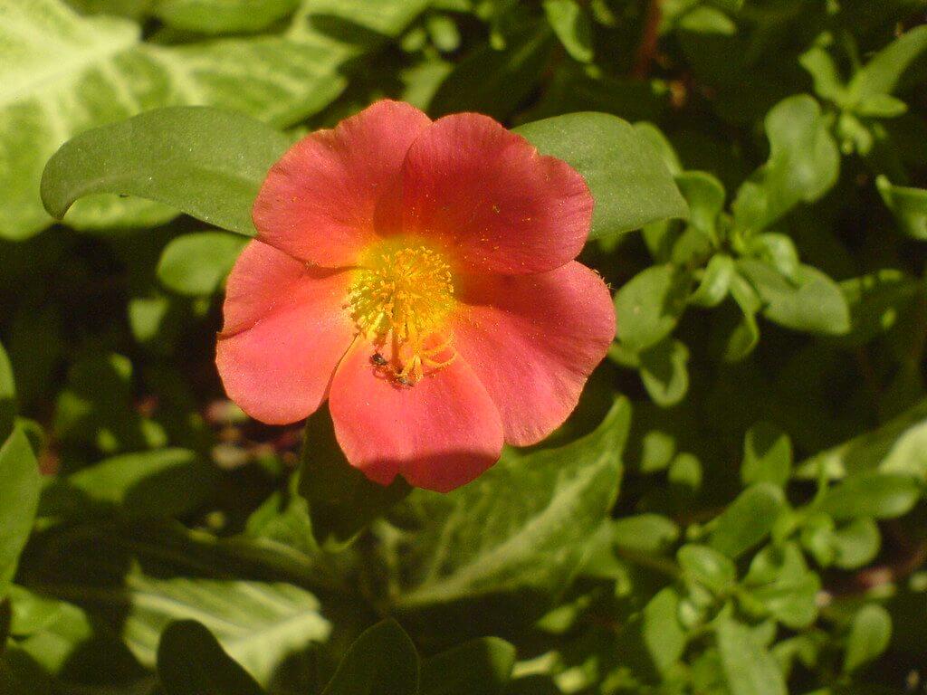 plantas para sembrar en junio