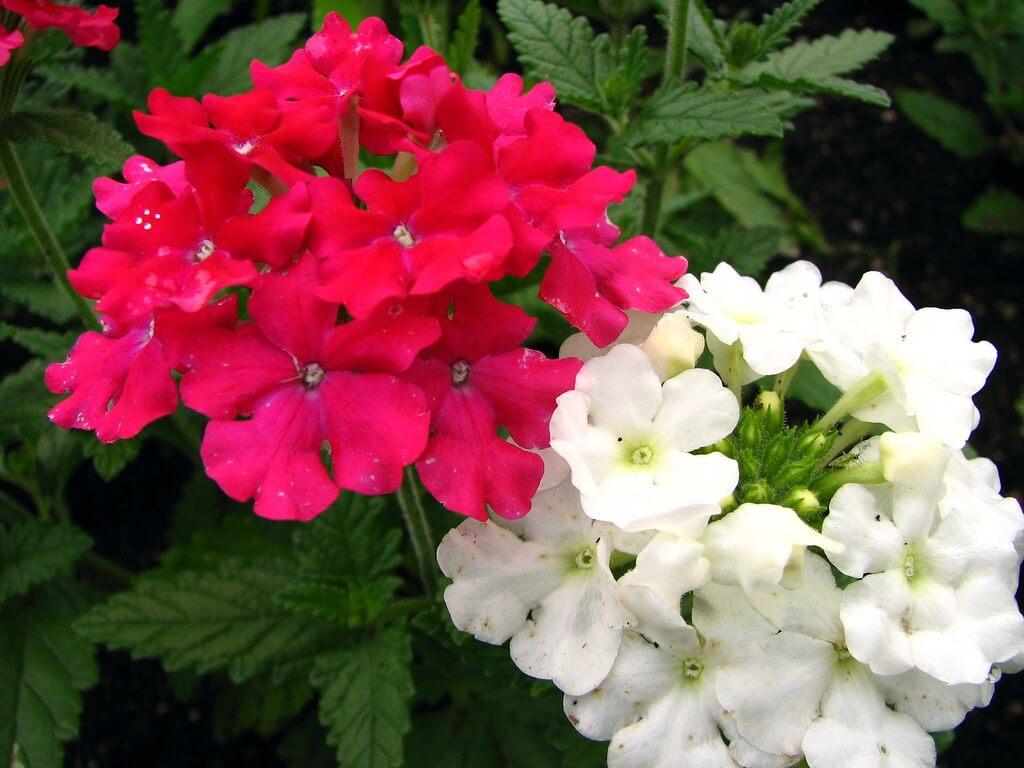 plantas para sembrar en junio