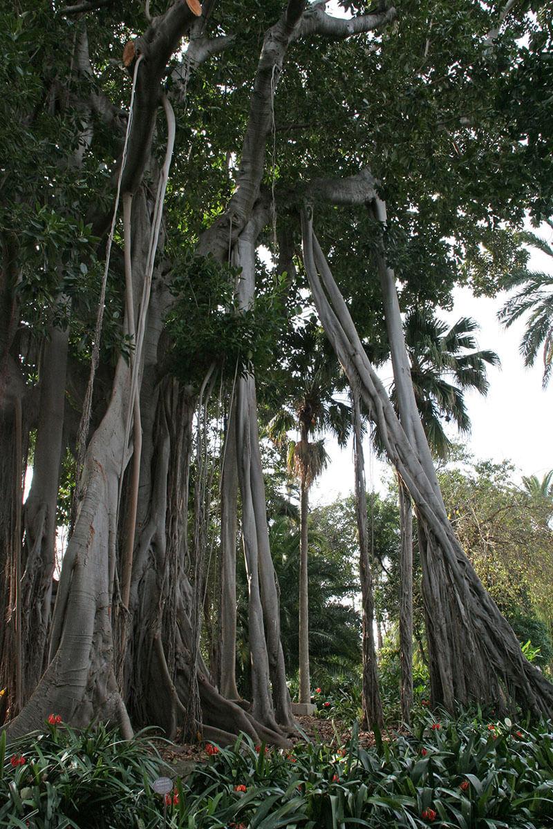 jardin de aclimatacion de la orotava