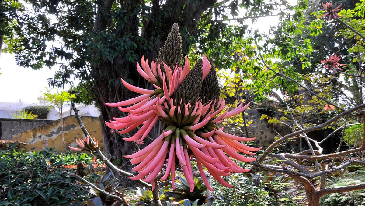 Ejemplares arbóreos del Jardín de Aclimatación de La Orotava