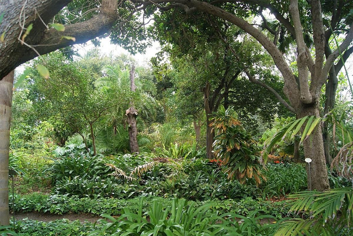 jardin de aclimatacion de la orotava