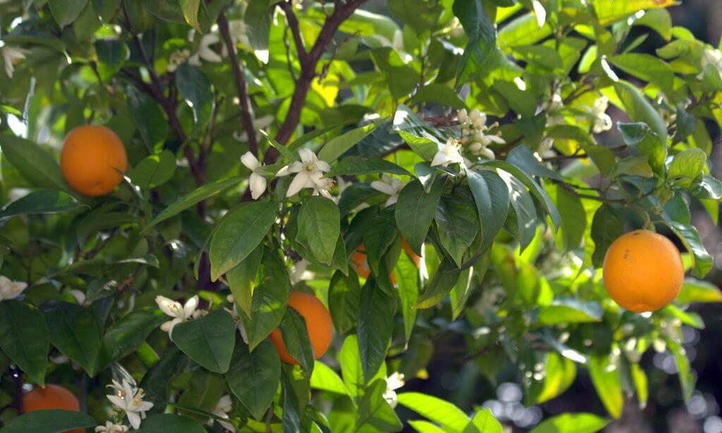 plantas para un jardín árabe