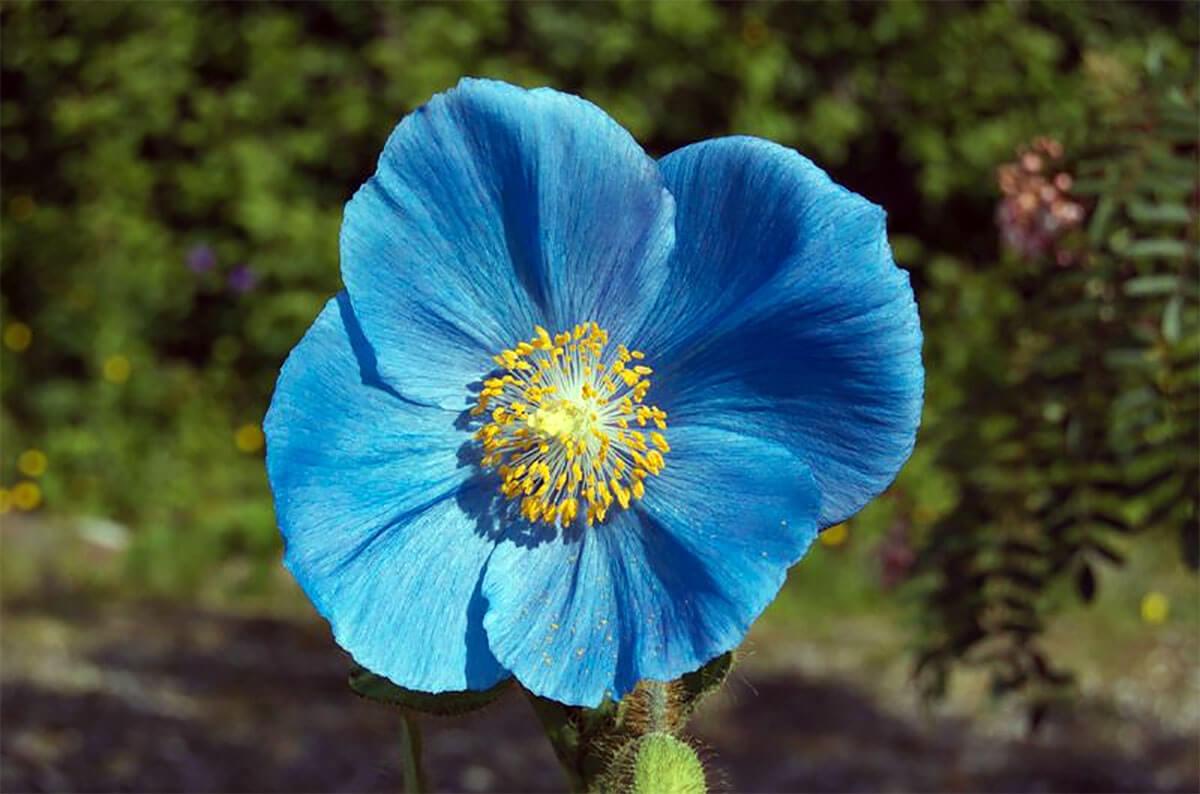 Jardín Botánico Ártico-Alpino