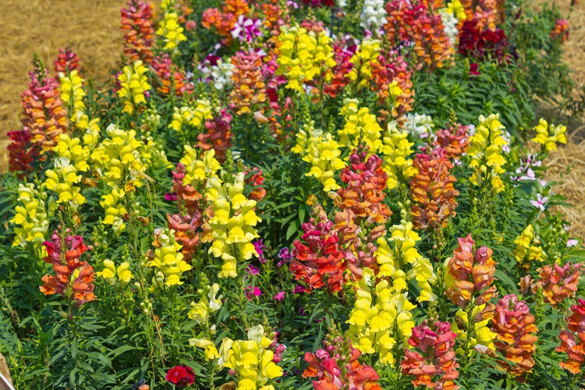 Mejores plantas para jardines ingleses