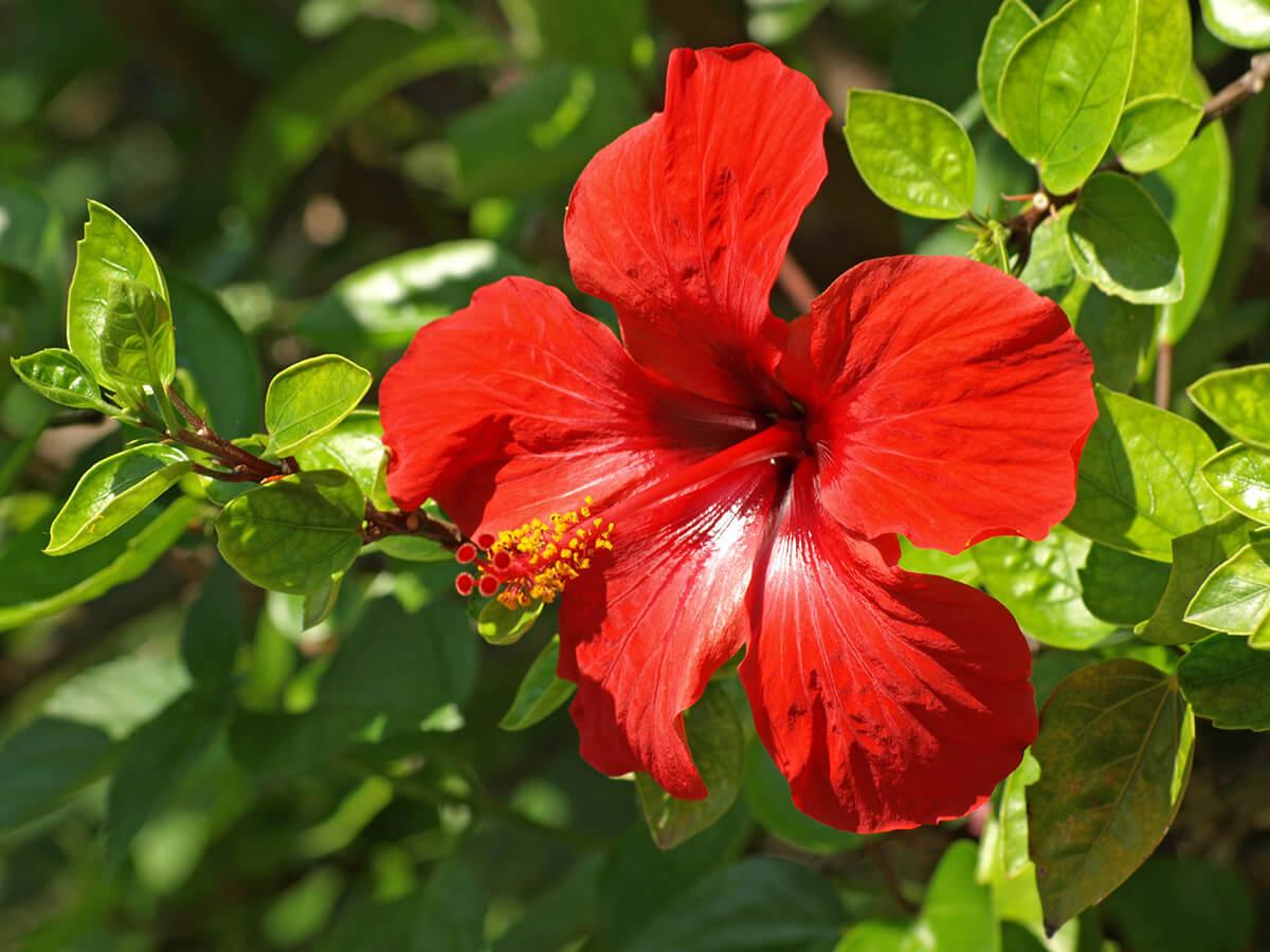 Mejores plantas para sembrar en octubre y noviembre