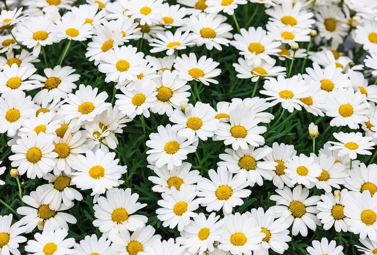 Mejores plantas para sembrar en octubre y noviembre
