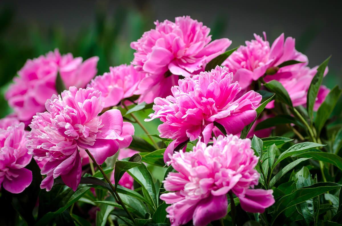 Mejores plantas para jardines ingleses