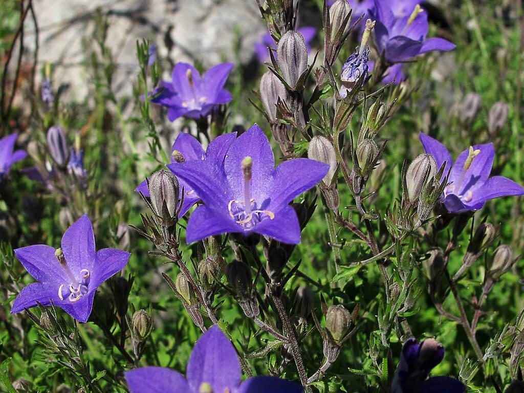 Mejores plantas para jardines ingleses