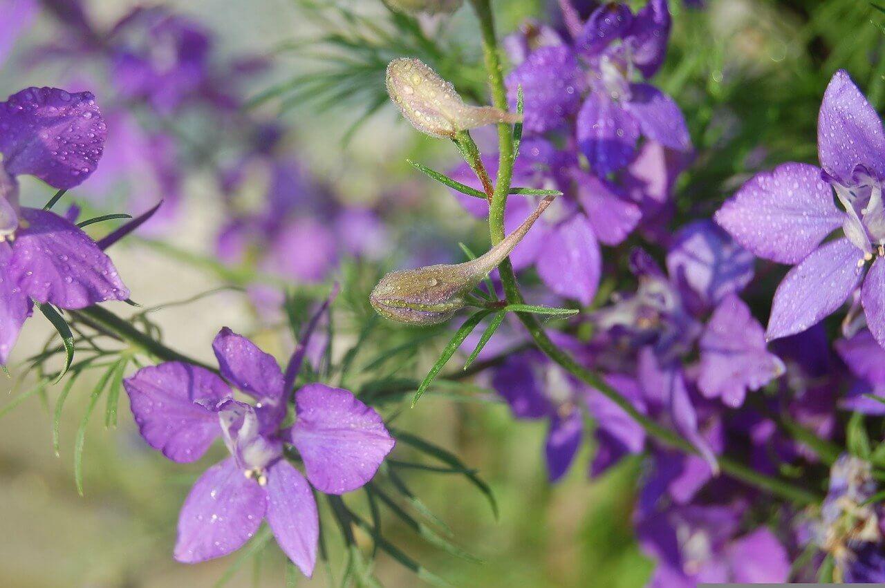 Mejores plantas para jardines ingleses