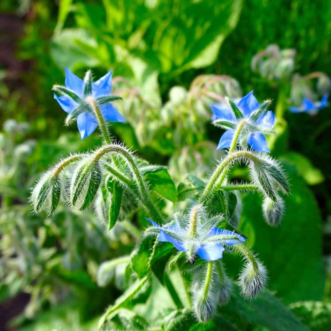 Mejores plantas para sembrar en octubre y noviembre
