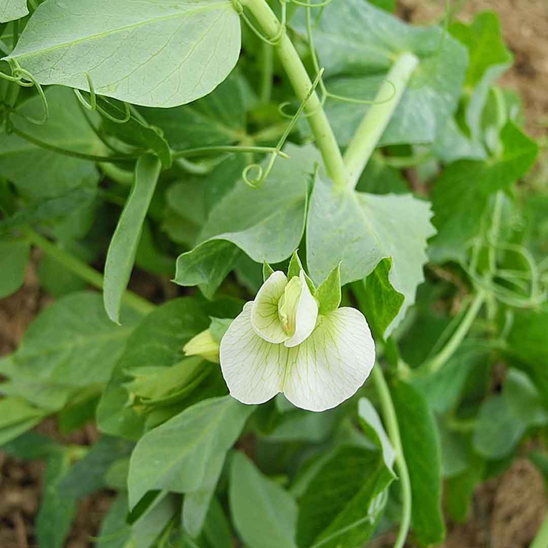 Mejores plantas para sembrar en octubre y noviembre