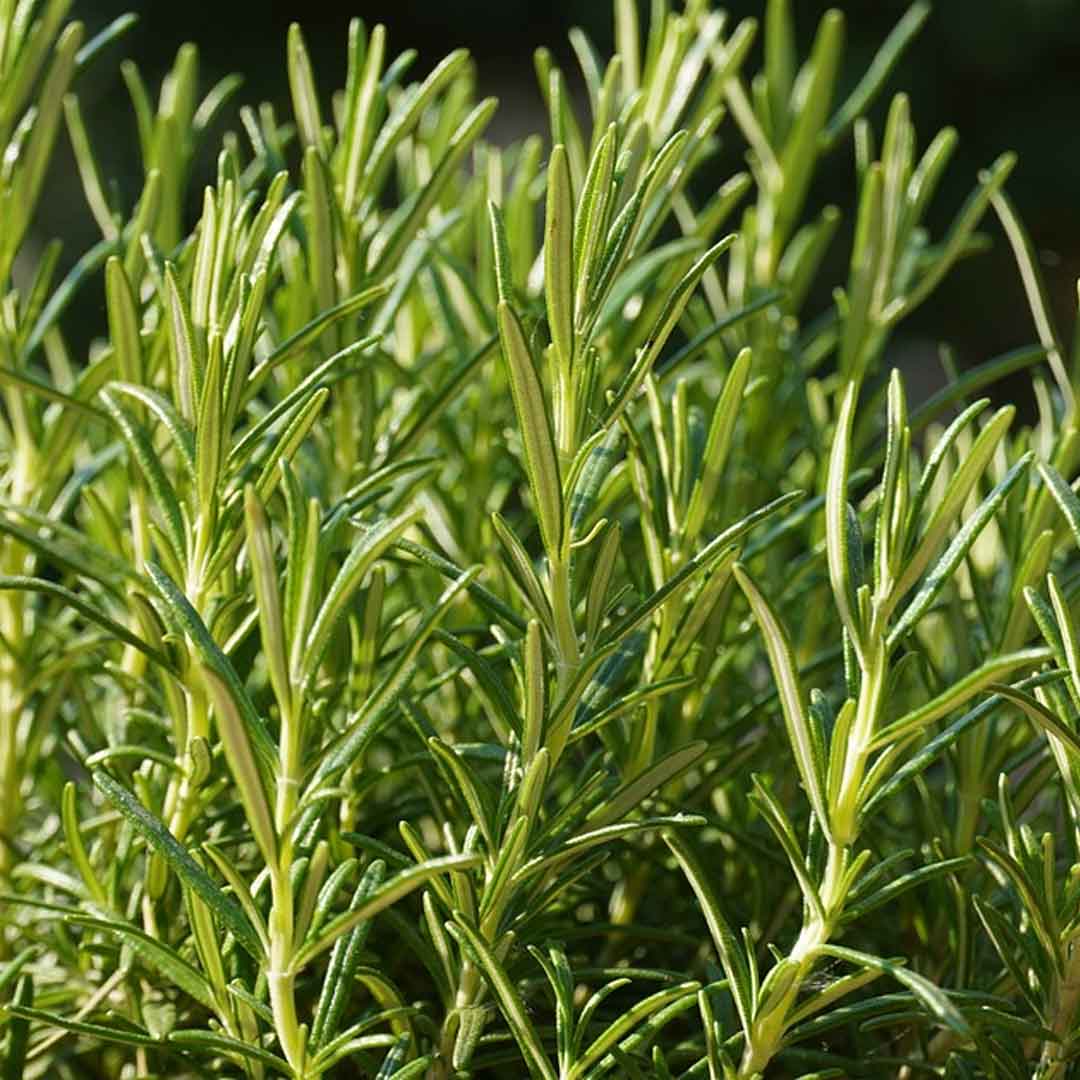 Mejores plantas para sembrar en octubre y noviembre