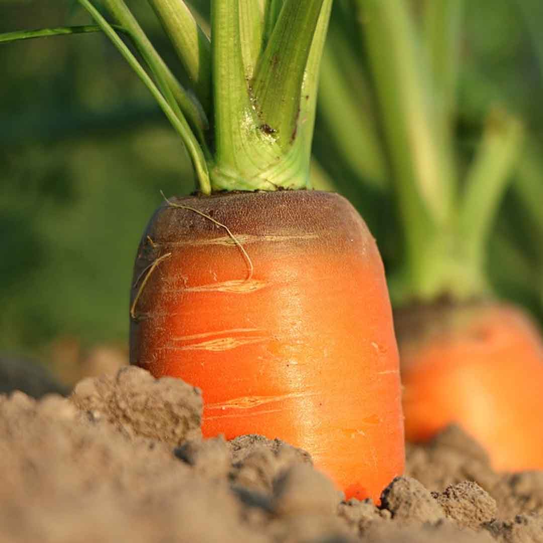 Mejores plantas para sembrar en octubre y noviembre