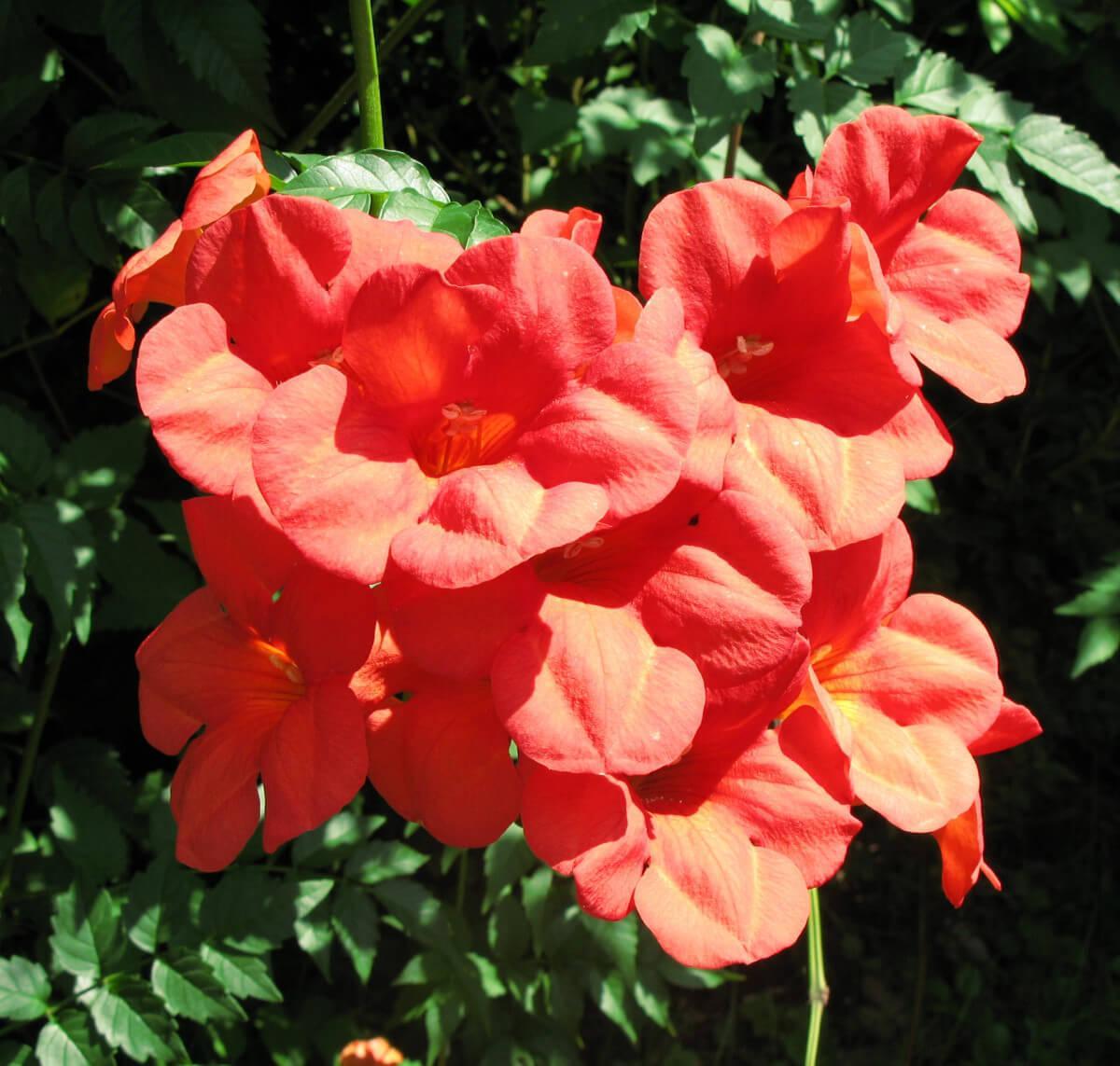 Mejores plantas para jardines ingleses