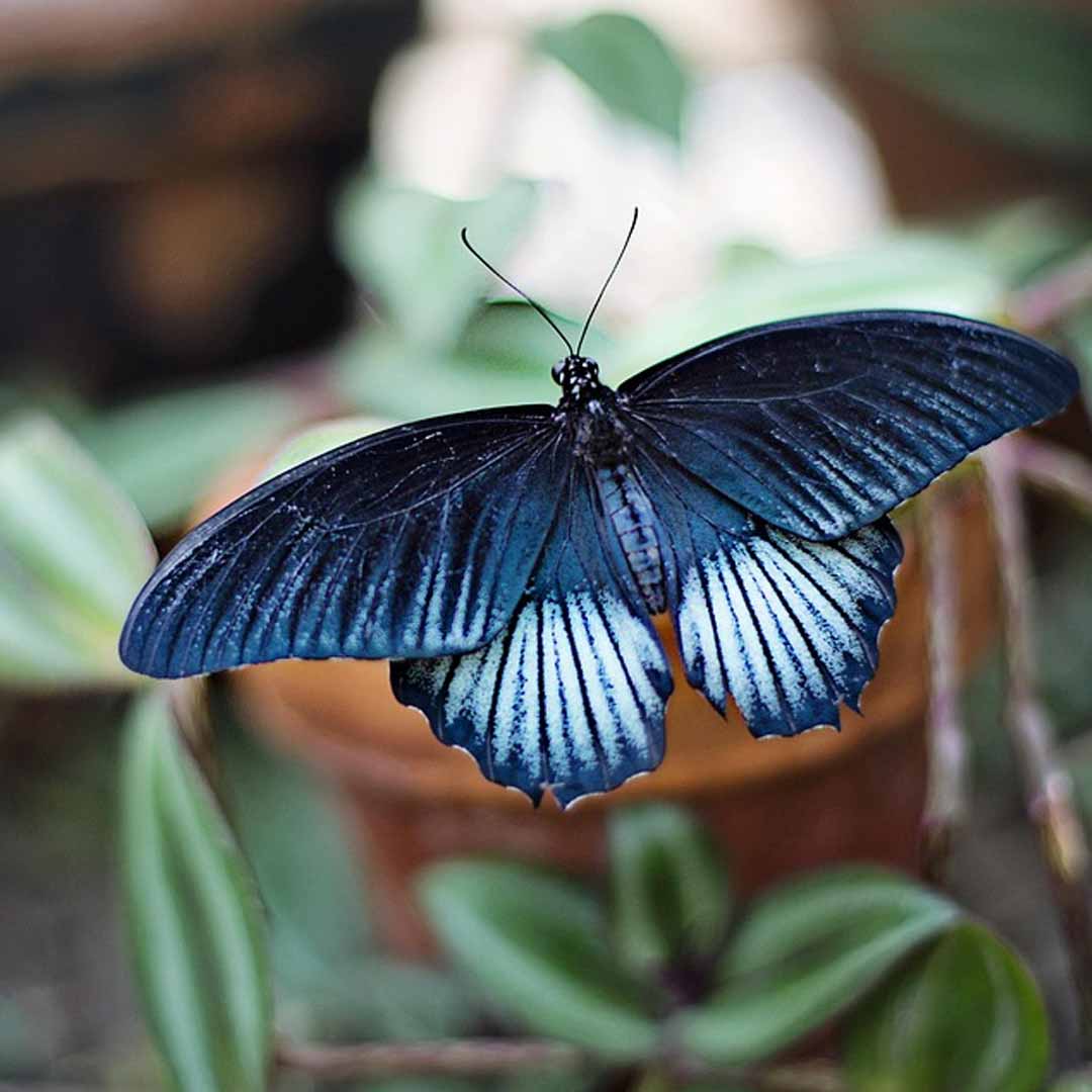 jardines de mariposas