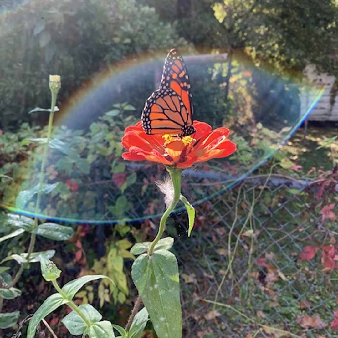 jardín de mariposas