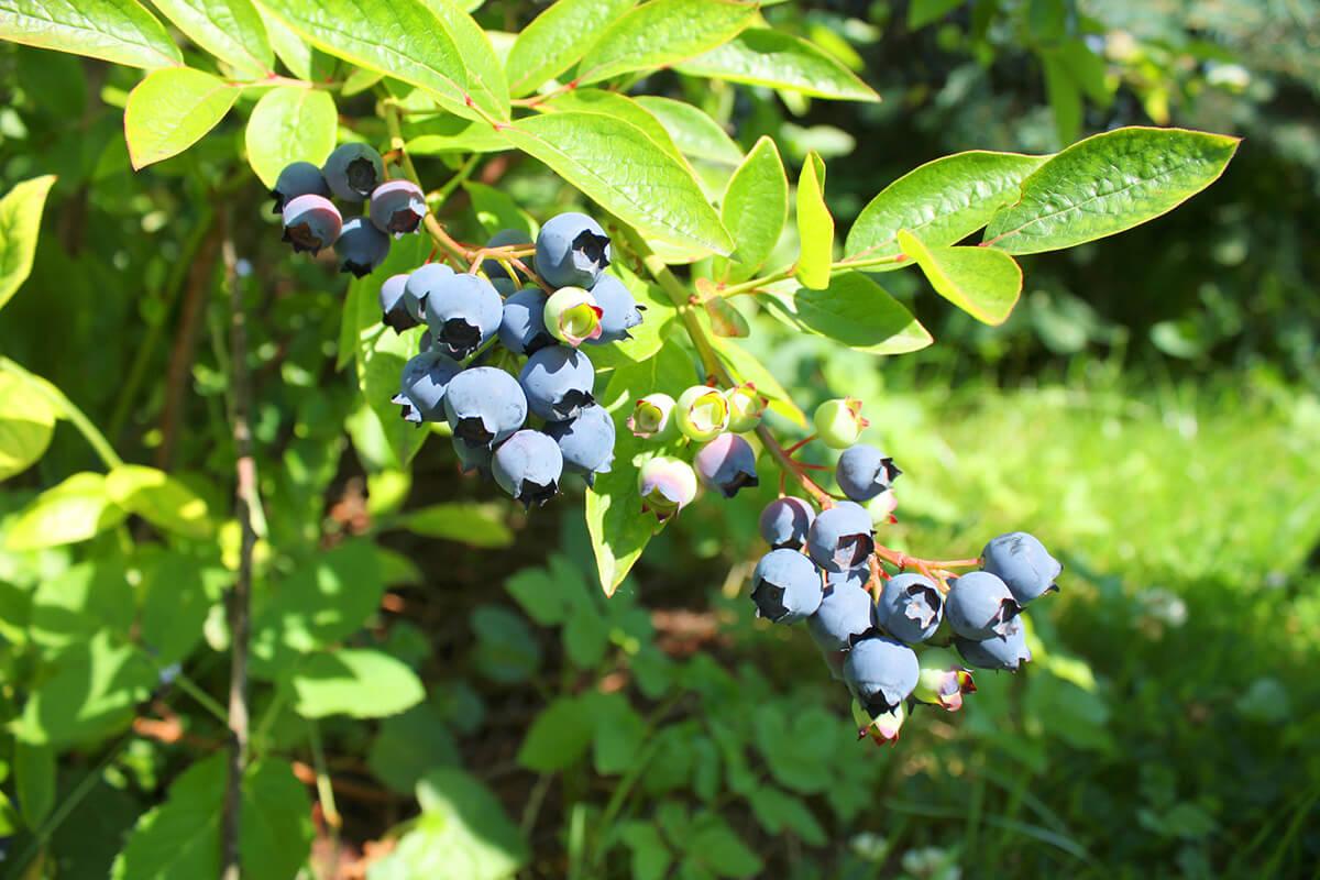 cultivar en fin de año