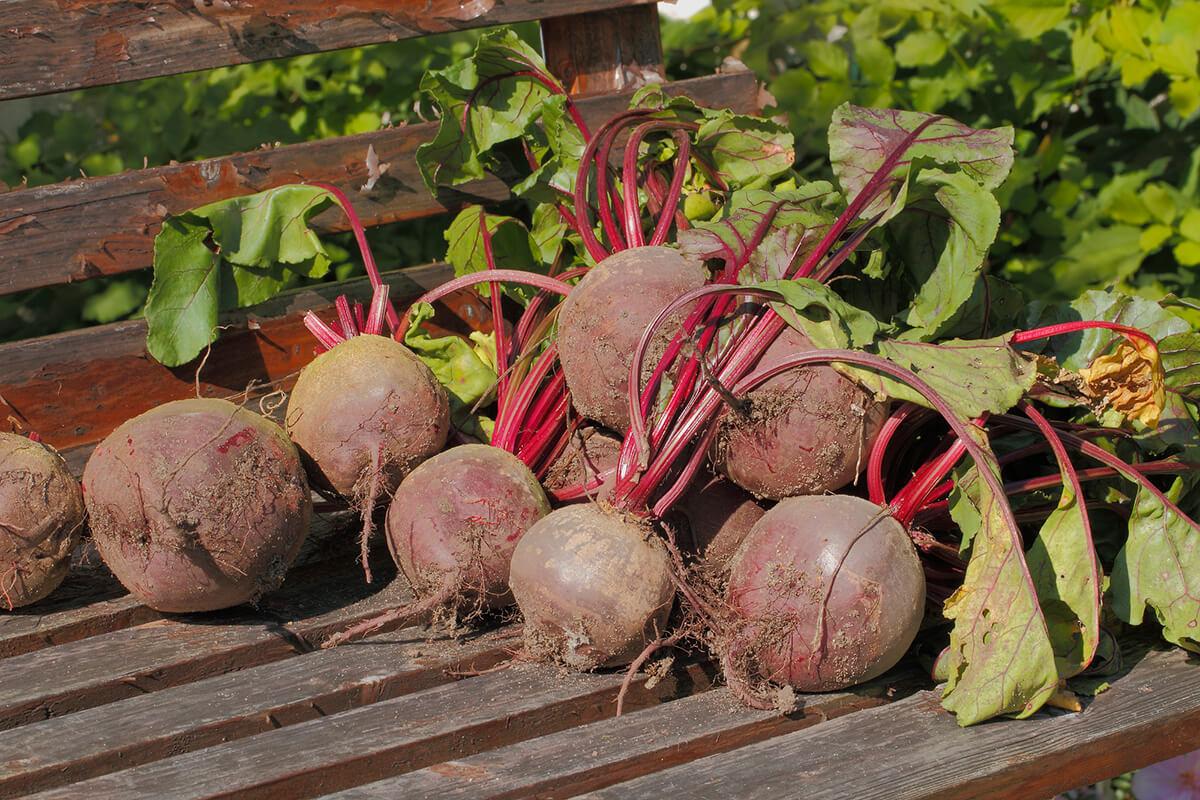 cultivar en fin de año