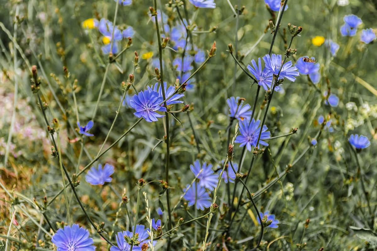 cultivar en fin de año