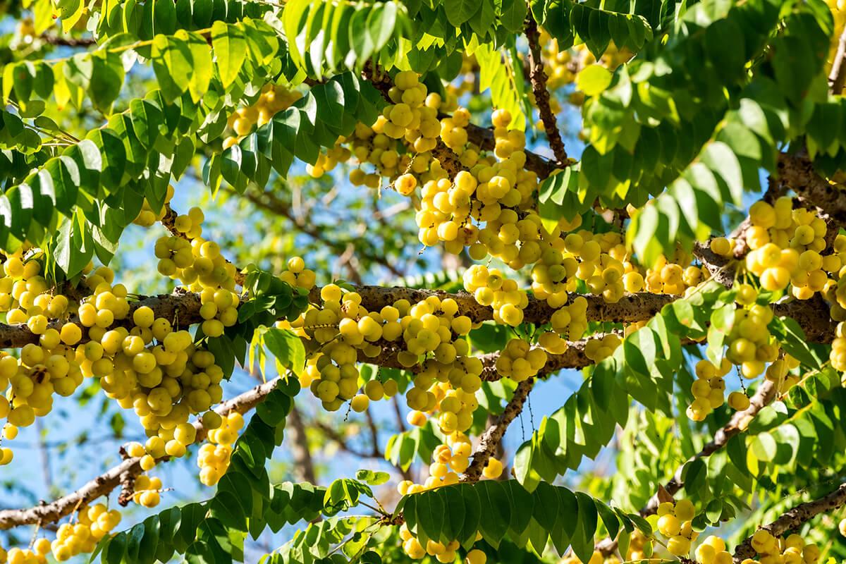 cultivar en fin de año