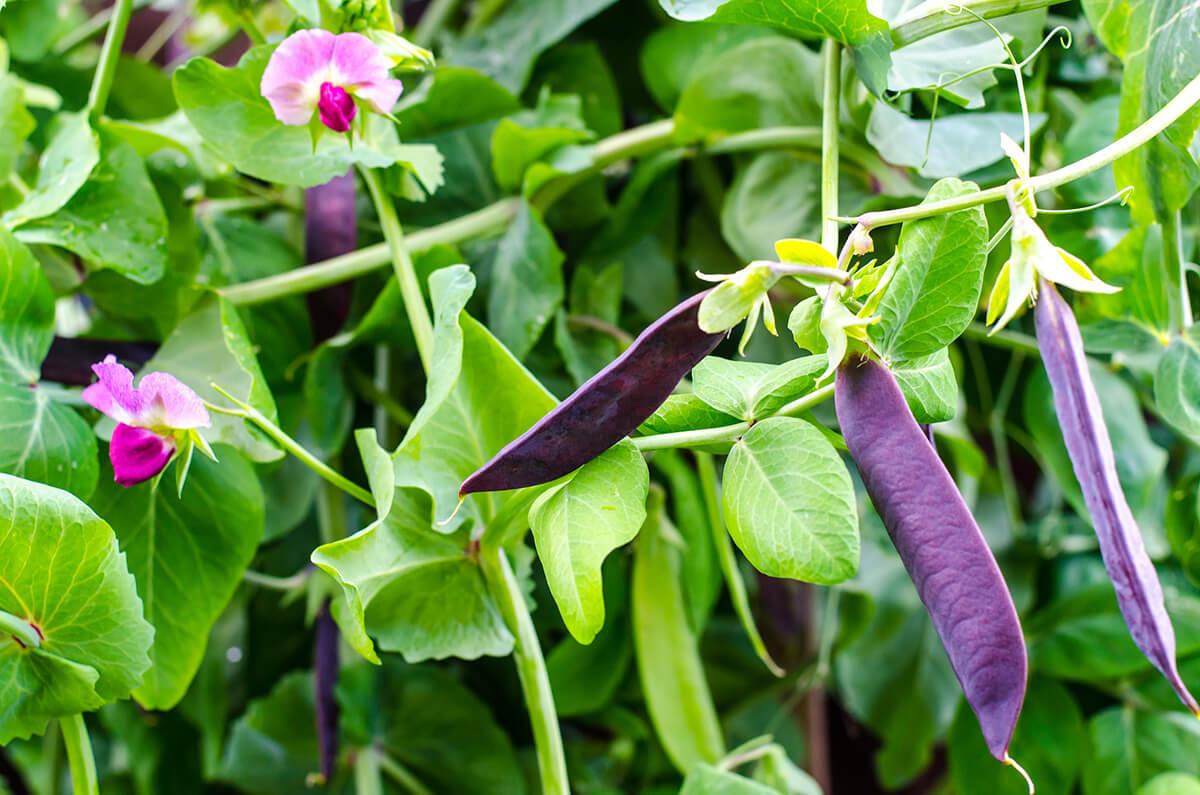 cultivar en fin de año