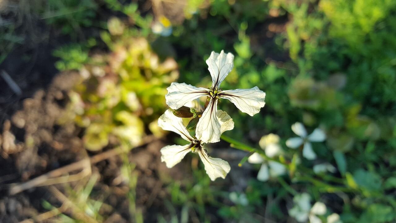 cultivar en fin de año