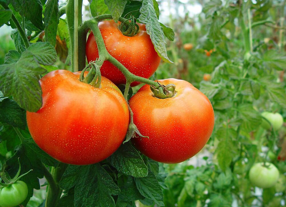cultivar en fin de año