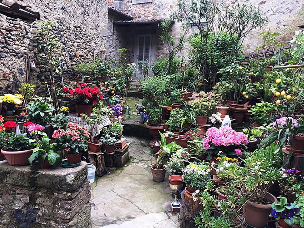 plantas nativas de España