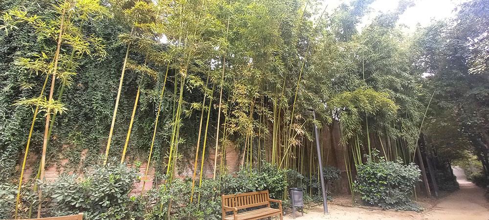 jardín japonés