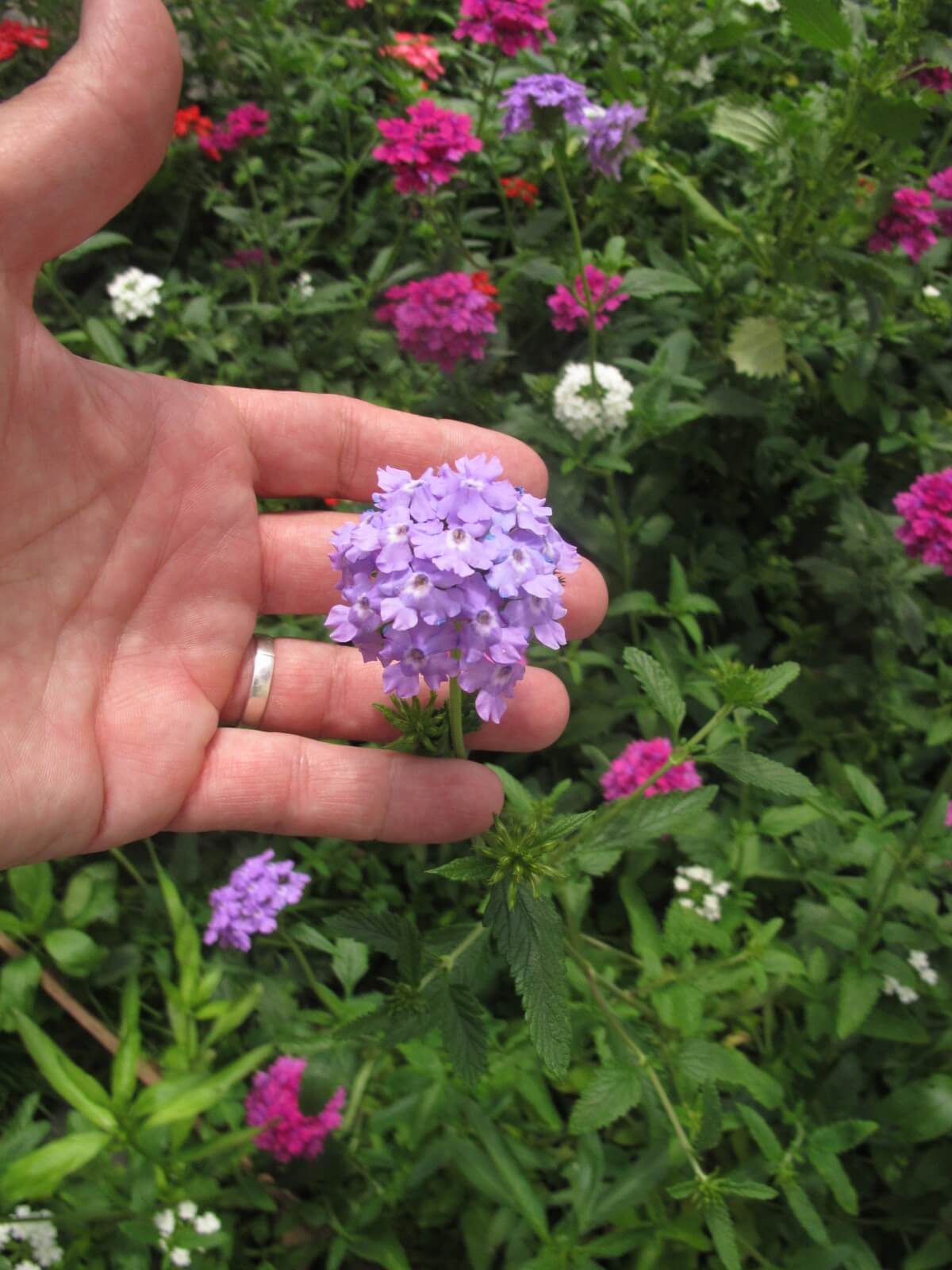 Curso Diseño de Espacios Verdes Sustentables con Plantas Nativas