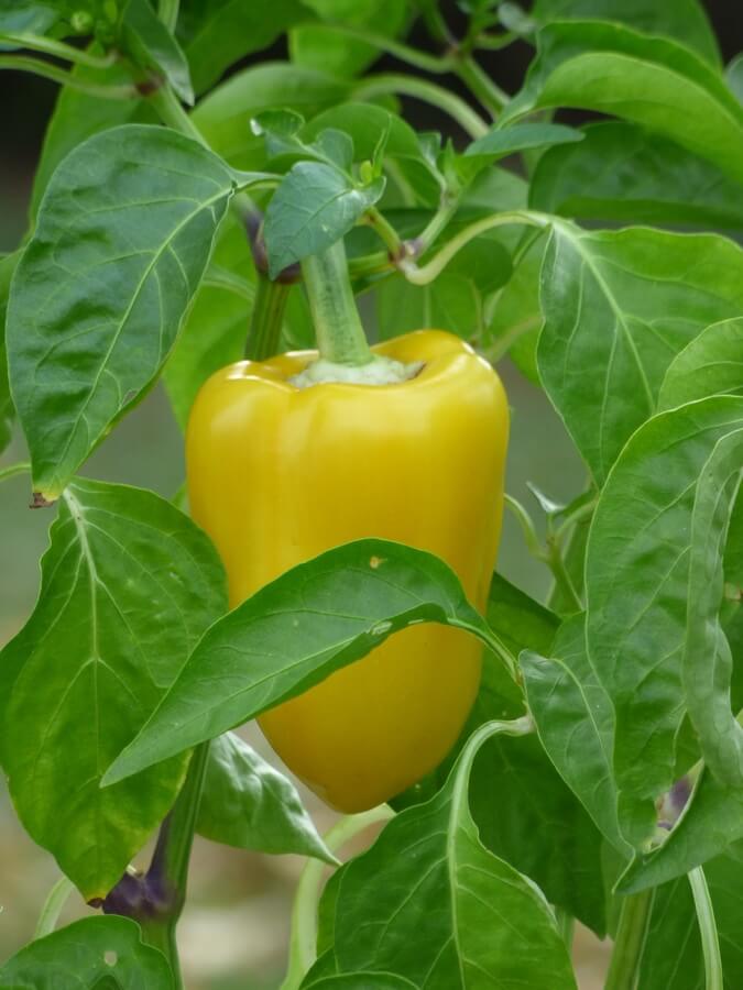 plantas para sembrar