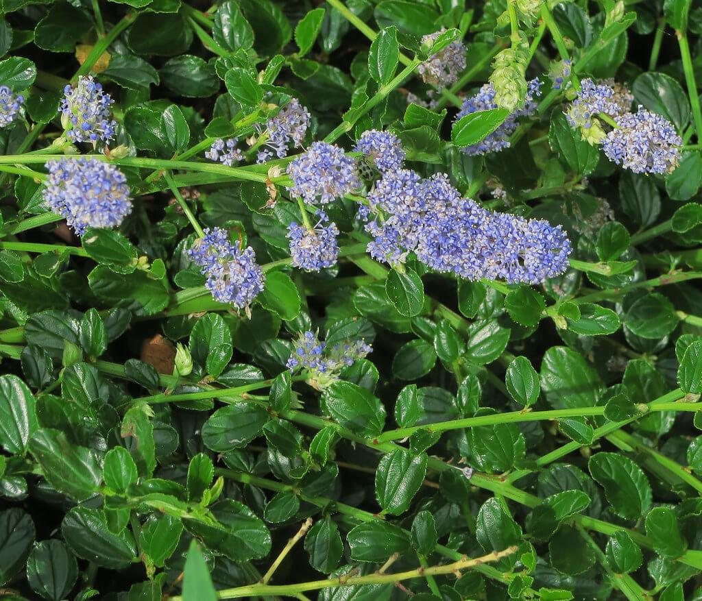 plantas para jardines de secano
