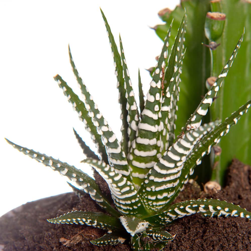 plantas para jardines de secano