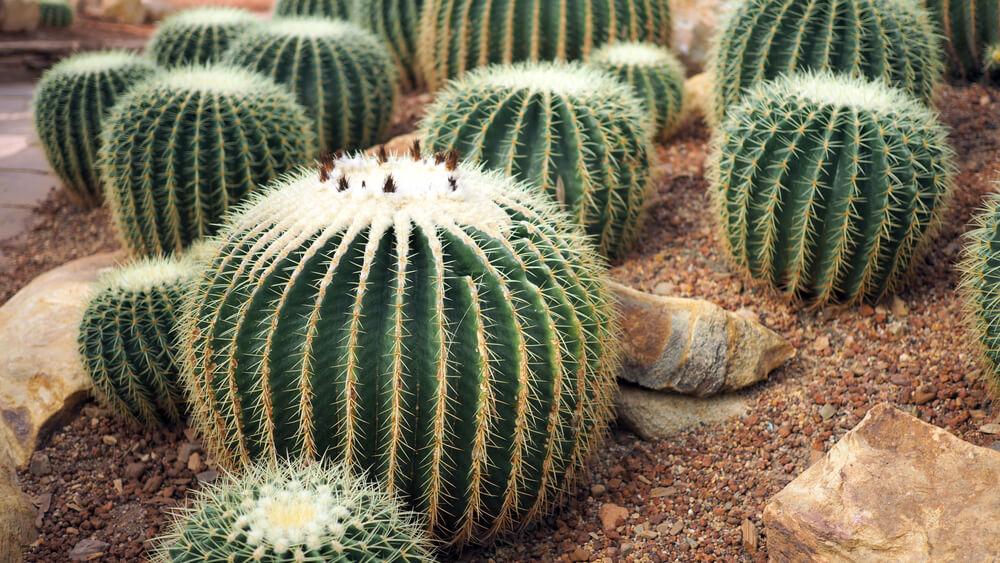 plantas para jardines de secano