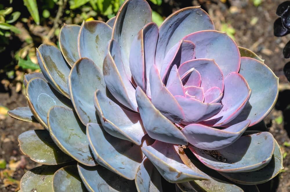 plantas para jardines de secano