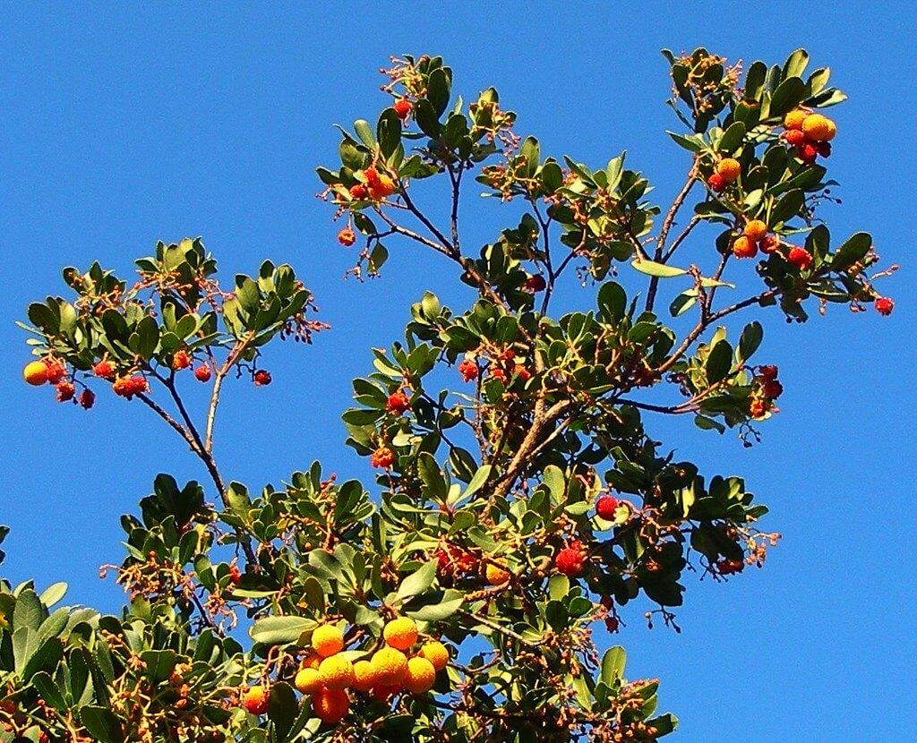 plantas para jardines de secano