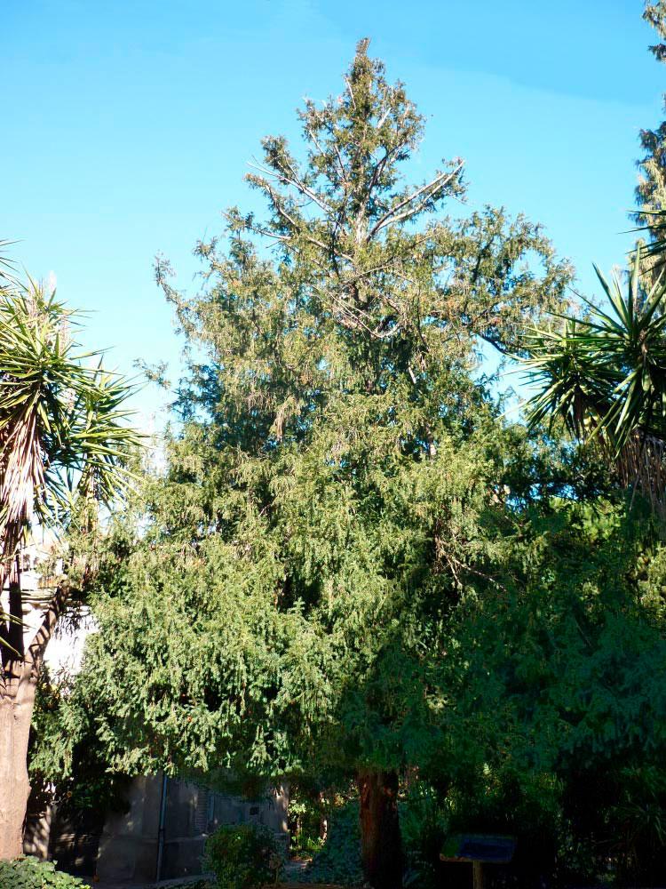 Jardines de Ferran Soldevila