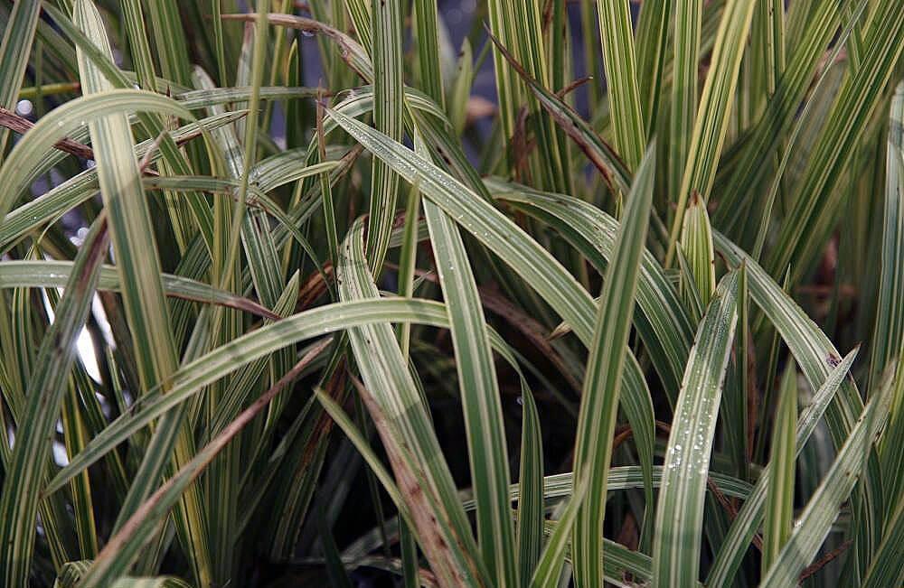 plantas para jardines acuáticos