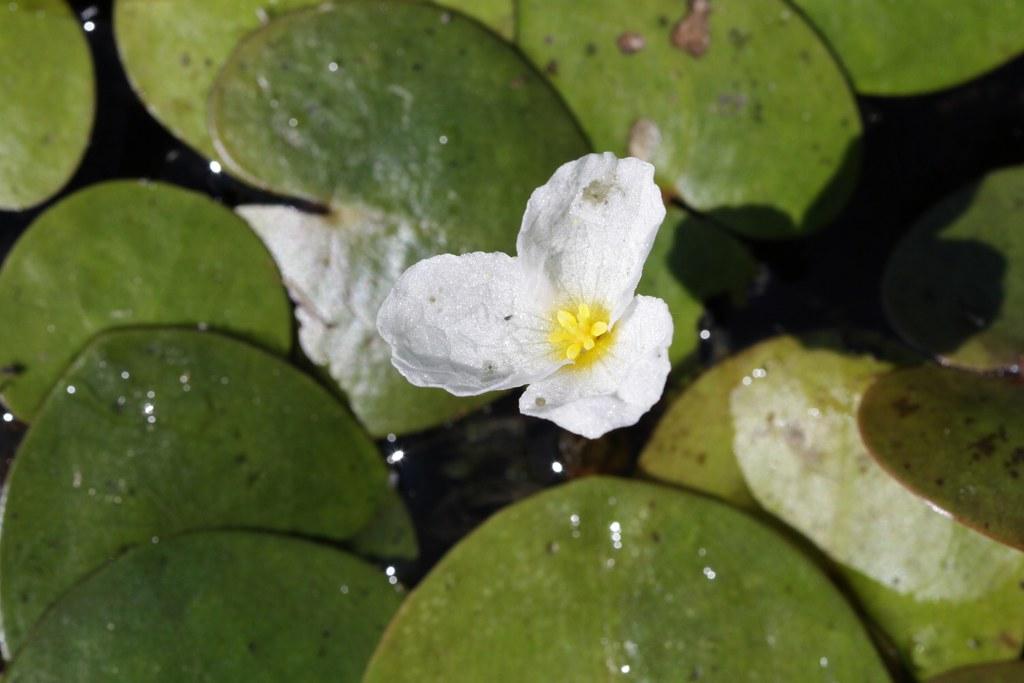 plantas para jardines acuáticos