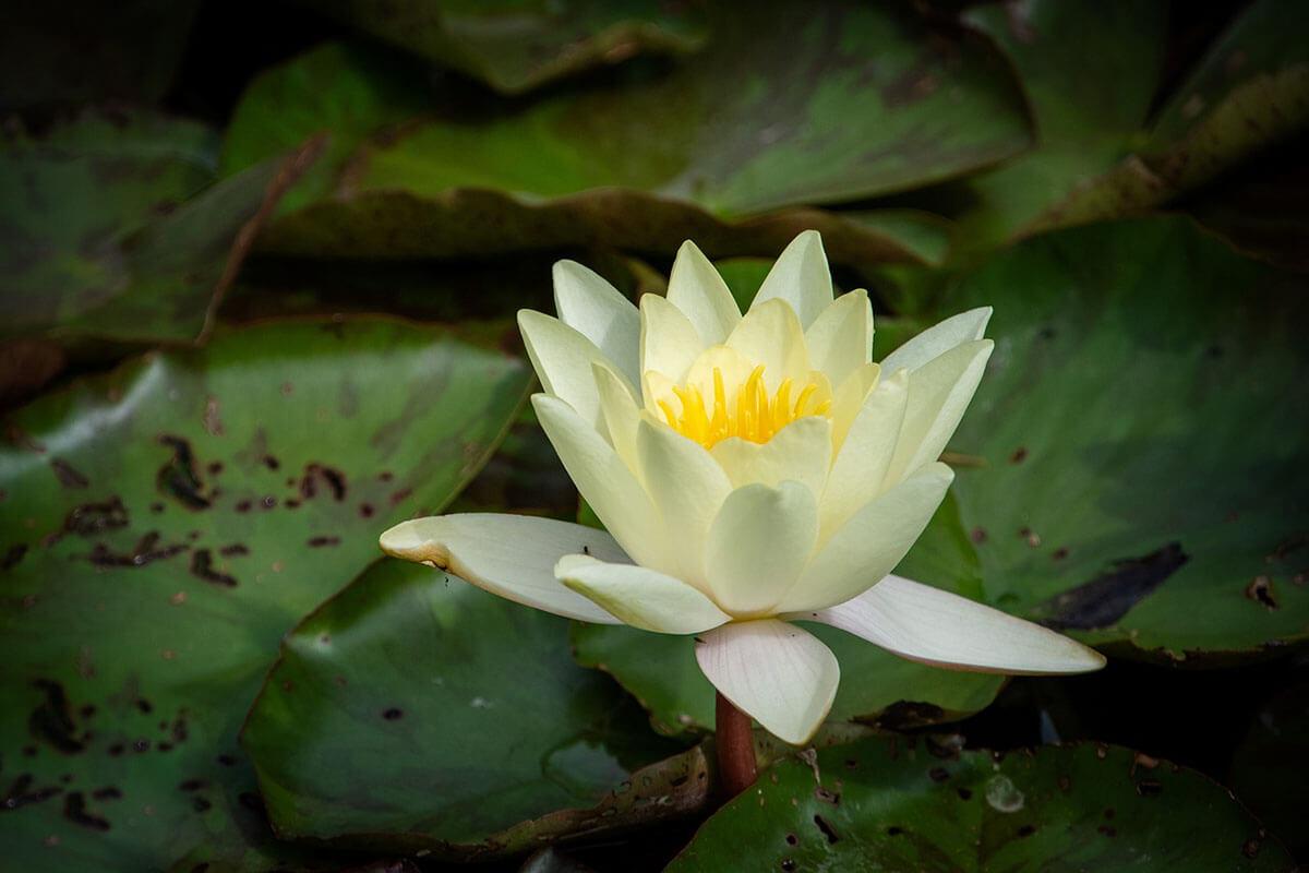 plantas para jardines acuáticos
