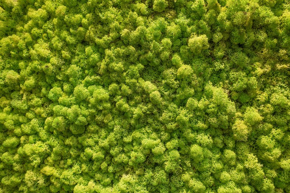 tipos de jardines verticales