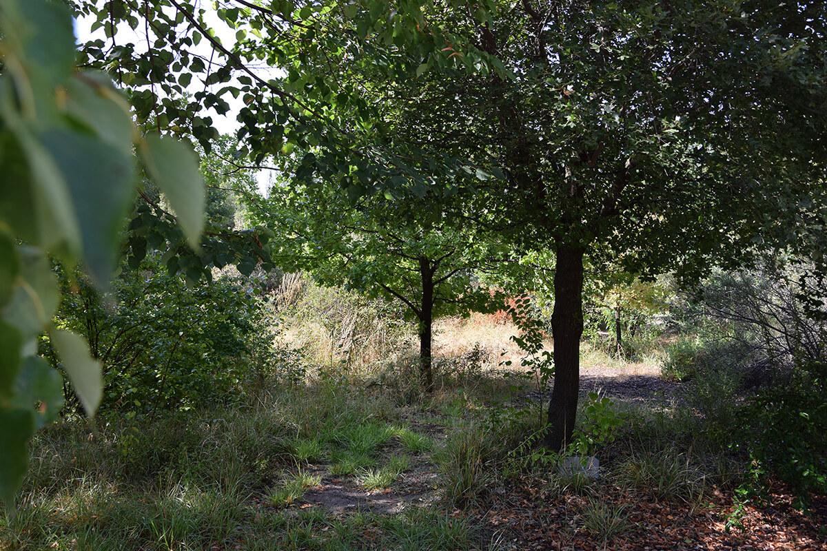 Real Jardín Botánico Alfonso XI
