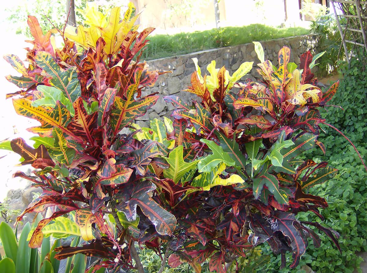 jardines en verano
