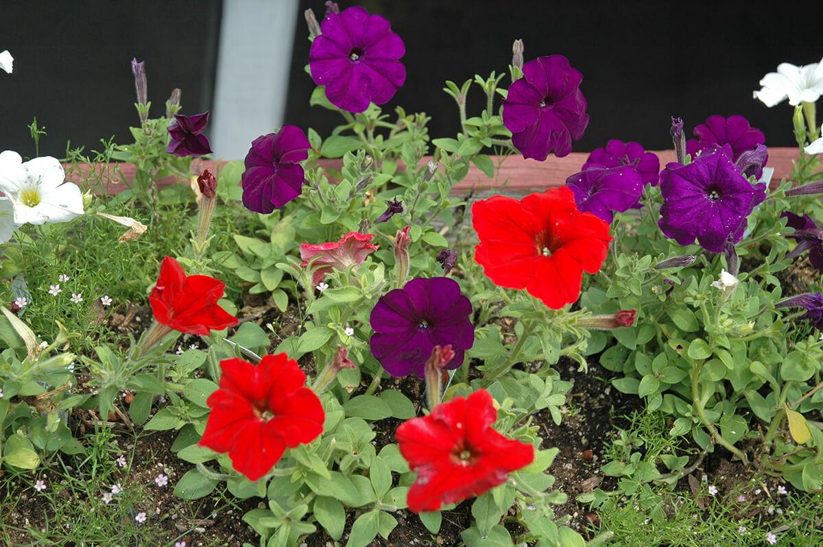 jardines en verano