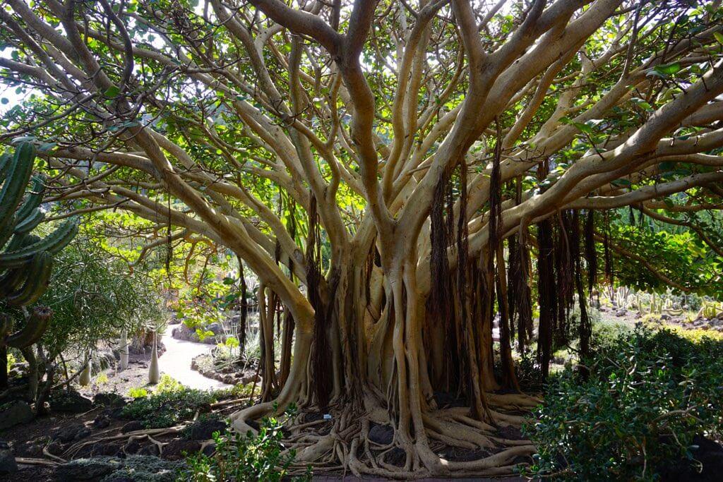 Jardín Botánico Viera y Clavijo