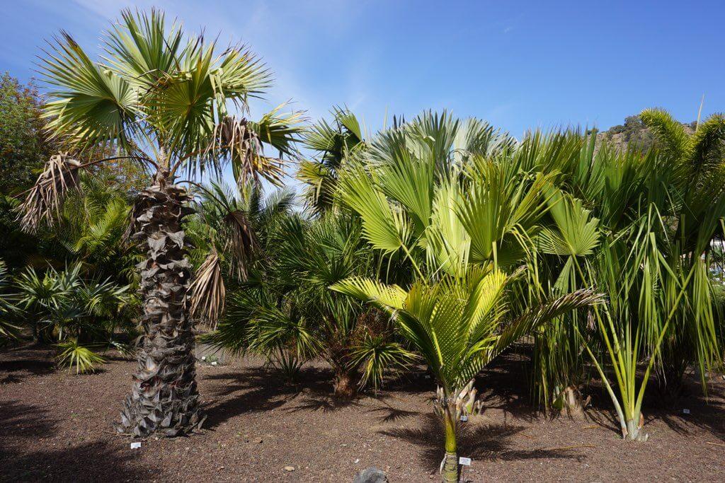 Jardín Botánico Viera y Clavijo